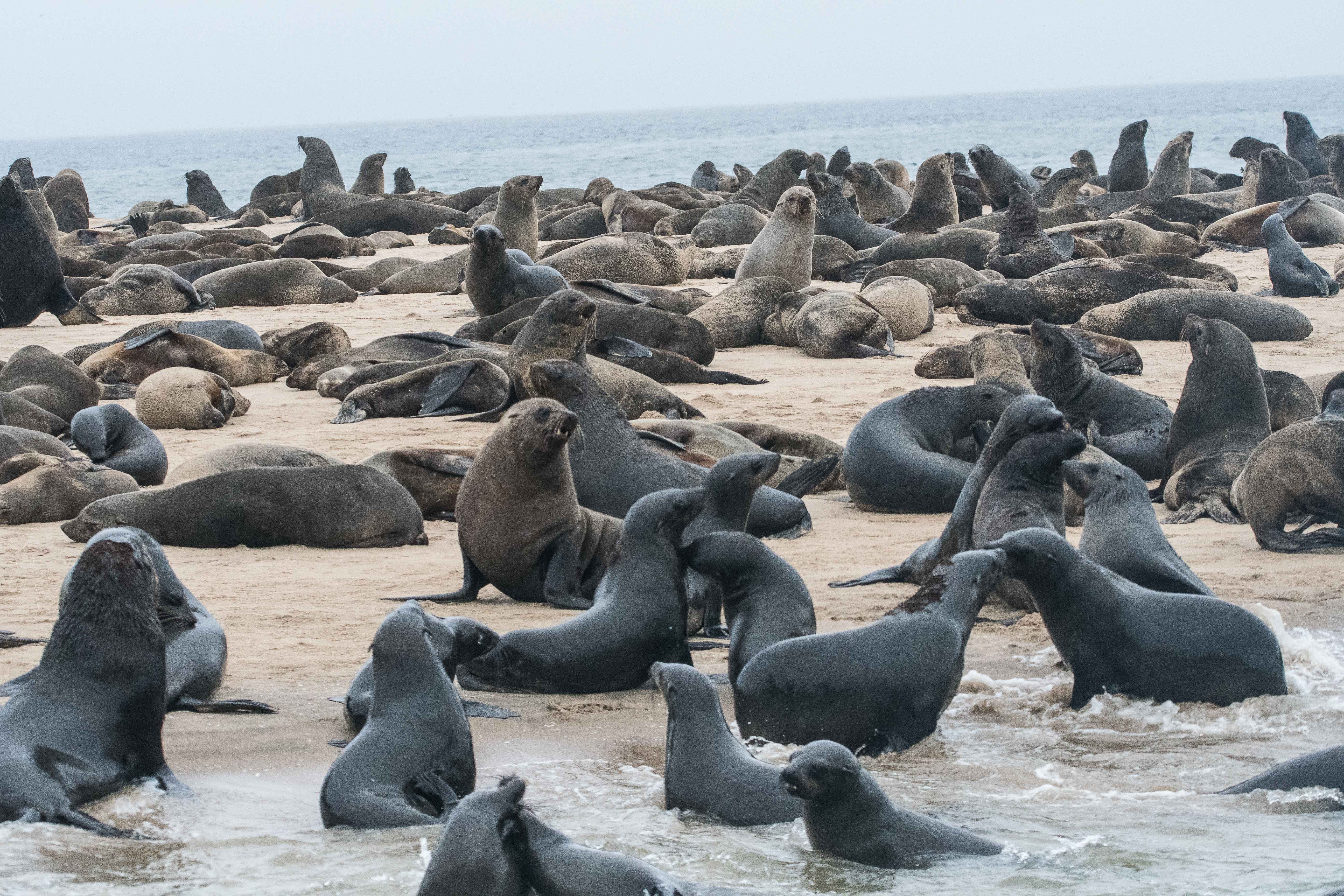 Otaries à fourrure d’Afrique du Sud (South-African Fur-seal, Arctocephalus pusillus) : une partie plus dense de la colonie de Walvis Bay, Parc National de Dorob, Namibie.